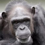 Mund të vizatonte e numëronte, shimpanzeja gjeni ngordh në moshën 49-vjeçare