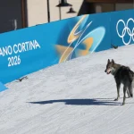 VIDEO, Një qen-ujk surprizon në sprintin olimpik, kalon vijën e finishit me sportistet