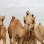 Arabia Saudite lëshon pasaporta për devetë, ja pse