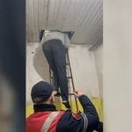 Shkodër/ Tentoi grabitje me thikë në Postën Shqiptare dhe një market, arrestohet 24-vjeçari