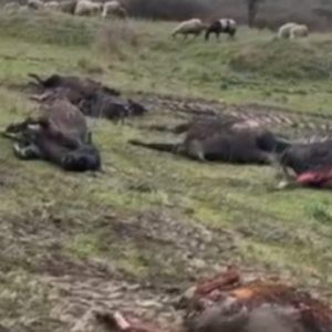 Përfshihet nga flakët një stallë me gjedhë në Selenicë/ 22 lopë dhe viça të djegur, dyshohet se shkak u bë…