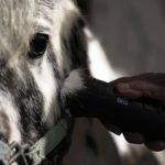 “Është kafshë shtëpiake jo ushqim”, Italia do ndalojë konsumin e mishit të kalit