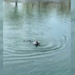 Tentoi të mbytej në lumin Bunë, policët shpëtojnë 59-vjeçaren