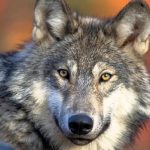 E rëndë në Hamburg! Ujku kafshon në fytyrë një grua, hidhet në liqen për t’i shpëtuar sulmit