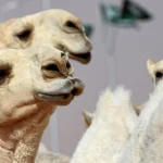 E pazakontë! 20 deve “skualifikohen” nga konkursi i bukurisë për shkak të ndërhyrjeve estetike