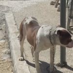 Policia identifikon pronarin e pitbullit që kafshoi një fëmijë në kokë, e procedon në gjendje të lirë