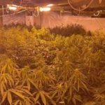 Kanabisi i fshehur në magazinën e ish-drejtorit të burgut të Rrogozhinës: Pezullohen nga puna 7 punonjës policie në Peqin