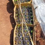 U kapën duke mbjellë fidanë kanabisi, vihen në pranga dy persona në Librazhd