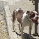 E rëndë në Vlorë, qeni pitbull kafshon në kokë 4-vjeçaren