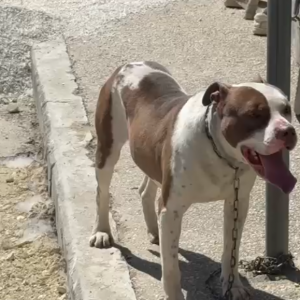 E rëndë në Vlorë, qeni pitbull kafshon në kokë 4-vjeçaren
