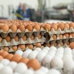 6 euro vezët, shtrenjtohen edhe perimet, qytetarët ankohen, tregtarët: S’ka konsumatorë