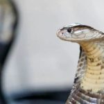 Pushimet kthehen në tragjedi! Turisti gjerman vdes pas kafshimit të gjarprit gjatë një shfaqjeje në hotel