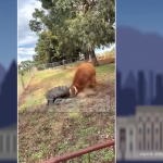 E pazakontë, ja me cfarë luan lopa!