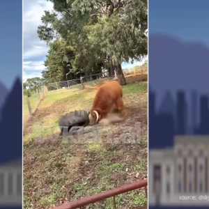 E pazakontë, ja me cfarë luan lopa!