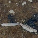 Dhjetëra peshq të ngordhur në Lagunën e Nartës, ja çfarë dyshohet