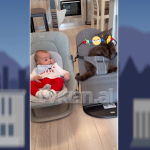 Videoja që po prek rrjetin: Vogëlushi Daniel dhe macja e tij dhurojnë momentin më të ëmbël të ditës
