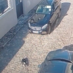 Shtypi qëllimisht qenin me makinë në Korçë, shpallet në kërkim drejtuesi i mjetit