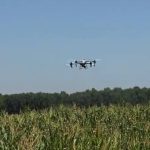 Insektet po dëmtojnë të mbjellat, nis spërkatja me dron për të “shpëtuar” punën e fermerëve në Maliq