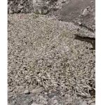 Ngordhje masive peshqish në Gjinikas të Maliqit, banorët: Fenomeni përsëritet sa herë hapen portat e HEC-it