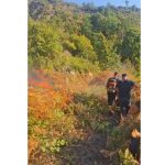 Zjarr i madh në Gramsh, përfshihen nga flakët 3.5 hektarë sipërfaqe pyjore në fshatin Janç Mal