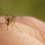 Konfirmohet rasti i dytë me virusin e Nilit perëndimor në Shqipëri
