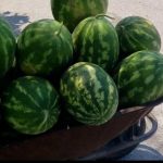 Dimal/ Dhjetëra kuintalë shalqi e pjepër kalben në fusha, fermerët: S’ka treg, s’mbulojmë shpenzimet